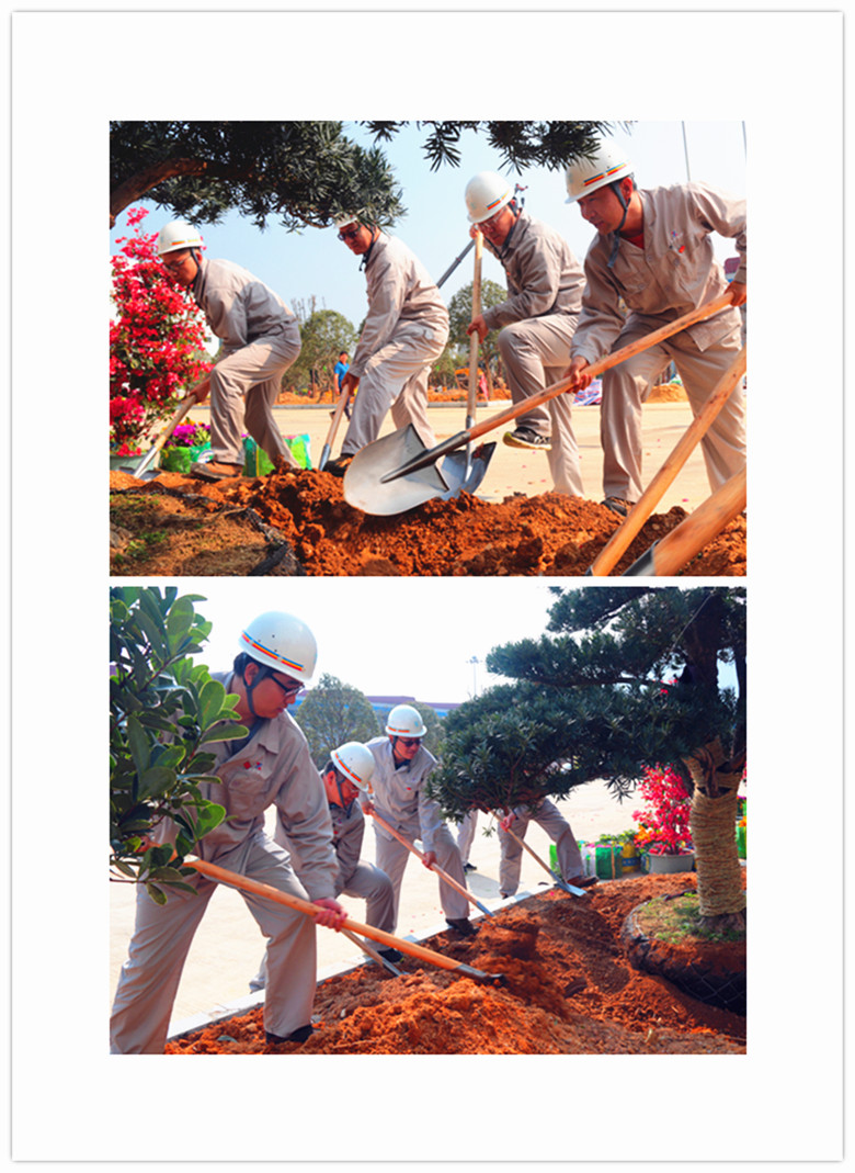 植树造林美化环境全攻略｜共建绿色家园