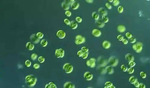 生物塑料、生物基与生物降解塑料区别解析，告别概念混淆(图3)