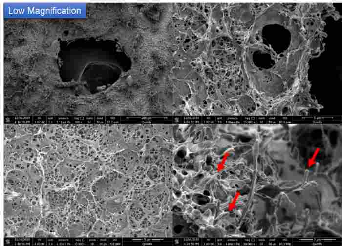科学家研发植物基可降解塑料，助力解决海洋塑料污染难题(图3)